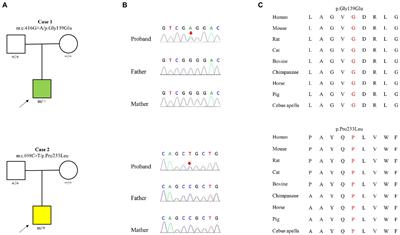 Expanding the phenotypic spectrum of KCNK4: From syndromic neurodevelopmental disorder to rolandic epilepsy